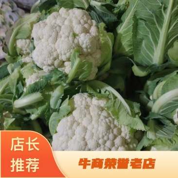 甘肃菜花，花菜大量上市。对接全国采购商。欢迎老板致电