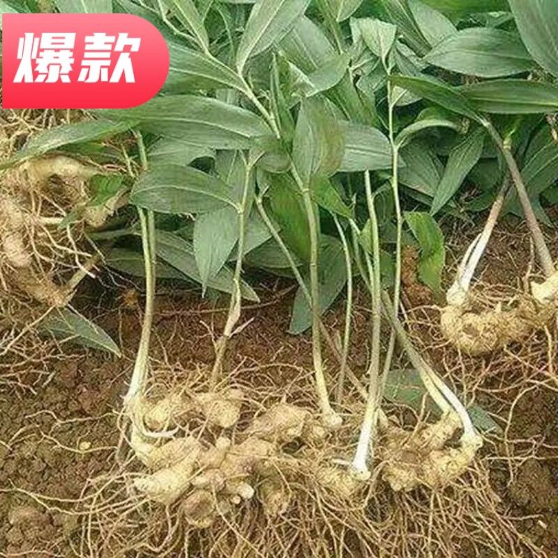 基地直发！大黄精！中药材黄精，中药根茎黄精