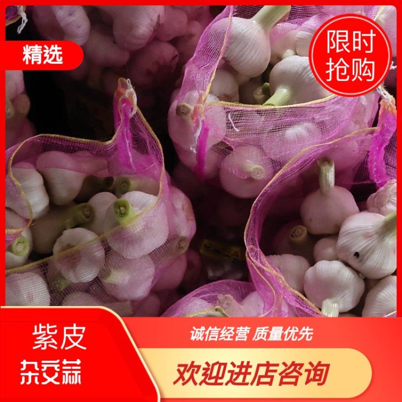 邳州鲜蒜，毛蒜，扒皮鲜蒜紫皮杂交蒜欢迎进店咨询选购