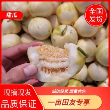【甜瓜】吉林洮南金妃香瓜包熟包甜产地直销可视频看货
