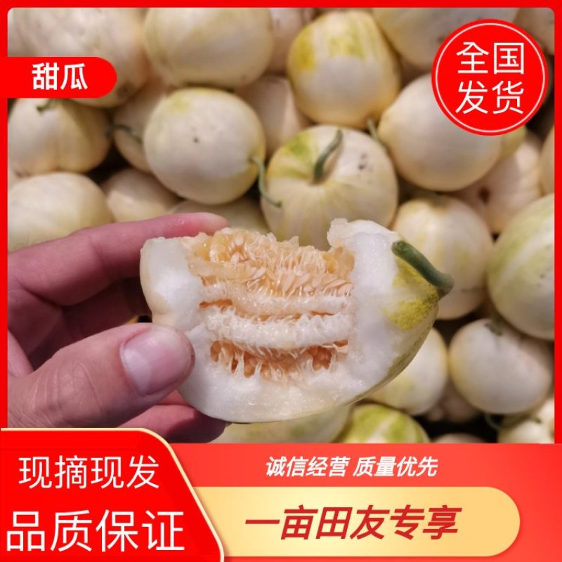 【甜瓜】吉林洮南金妃香瓜包熟包甜产地直销可视频看货