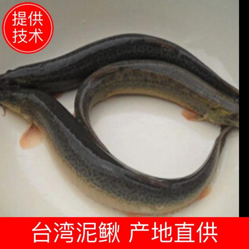 【荐】台湾泥鳅，杂交泥鳅，免费传授养殖技术，回收成品泥鳅