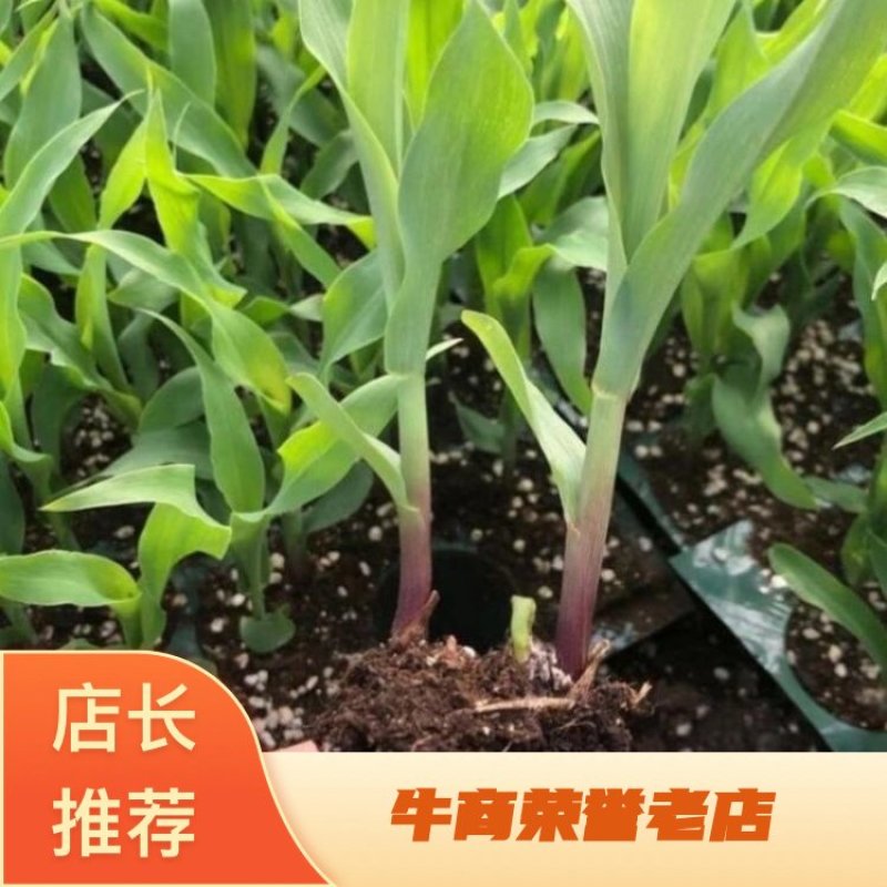 玉米苗，甜玉米苗货源充足稳定，成活率高，提供技术支持