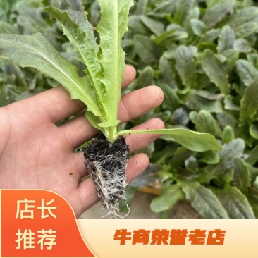 【精品货源】紫叶莴笋苗,根系发达成活率高,高产抗病