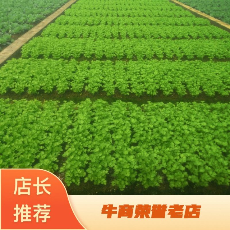 【精品货源】芹菜苗基地直供包成活电话可优惠全国供应