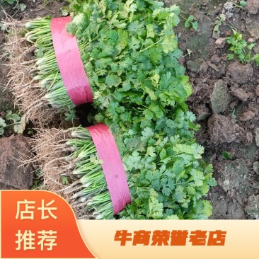 【香菜】精品香菜各种规格量大货优大量上市价格低欢迎来电
