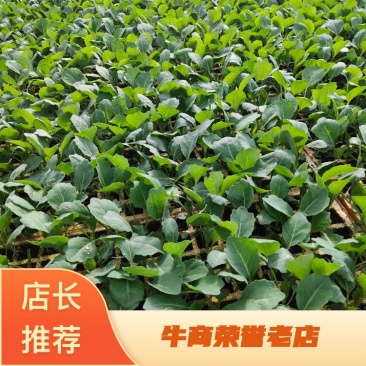 铁头白花苗松花苗规格齐全量大从优全国发货成活