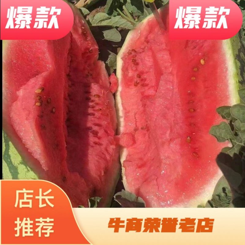推荐新疆安农二号金城五号九分熟品质保证诚信经营欢迎来电