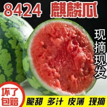 美都全无籽，精品大棚麒麟西瓜基地直供/量大价优