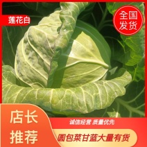 莲花白菜圆包菜甘蓝湖北大量促销甘蓝旺旺思特丹包菜现摘现卖