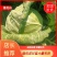 莲花白菜圆包菜甘蓝湖北大量促销甘蓝旺旺思特丹包菜现摘现卖