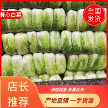 湖北大白菜黄心白菜现摘新鲜鲜嫩蔬菜大量出售农家自种