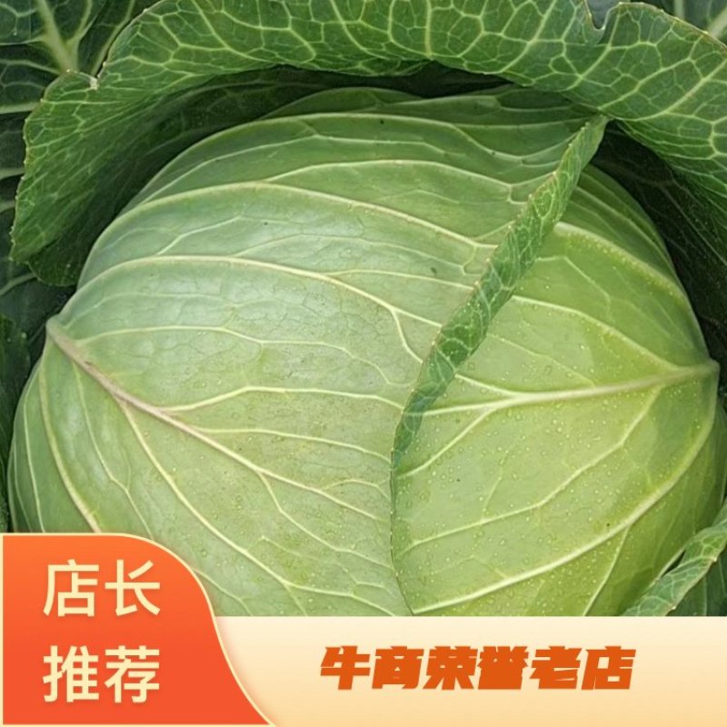 甘蓝产地直销量大从优品质优良欢迎咨询