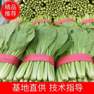 河北邯郸精品小白菜基地,一亩田指定供应