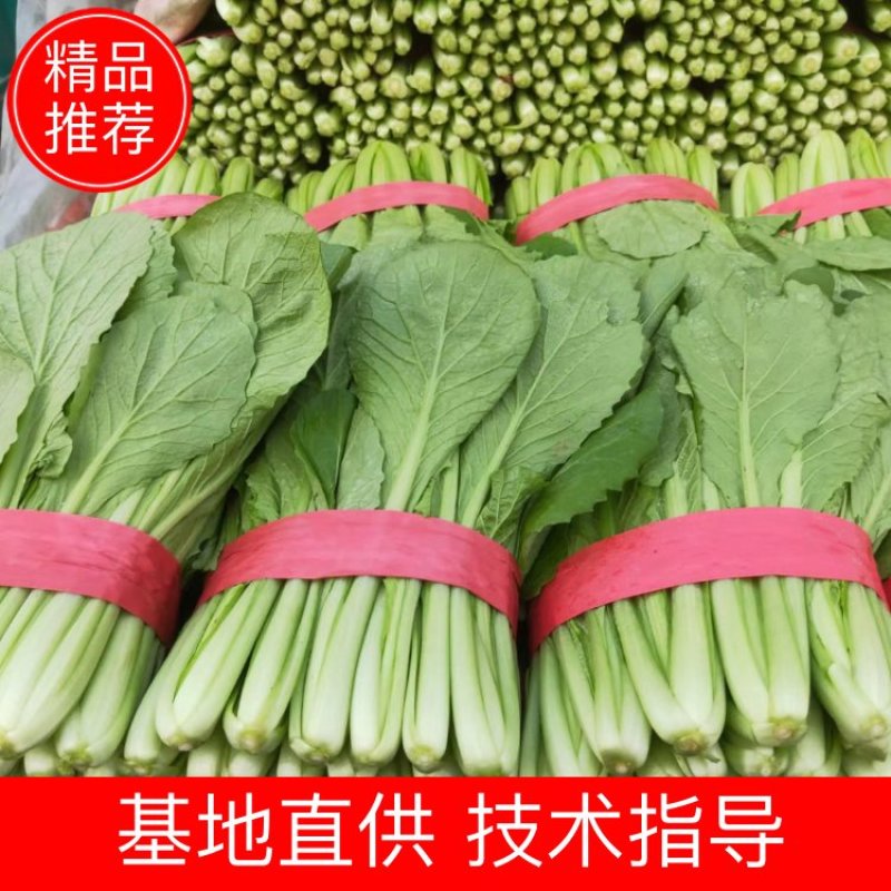 河北邯郸精品小白菜基地，一亩田指定供应