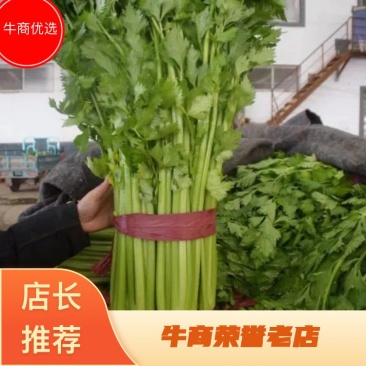 精品西芹50cm以上基地直销，一亩田指定供应