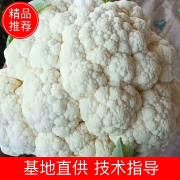 花菜,实花颜色白净,紧实。。。。。。。。