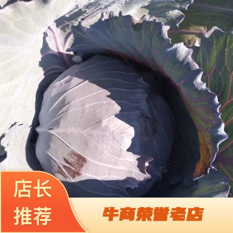 紫甘蓝大个，小个都有可以按客户需求装货。。。