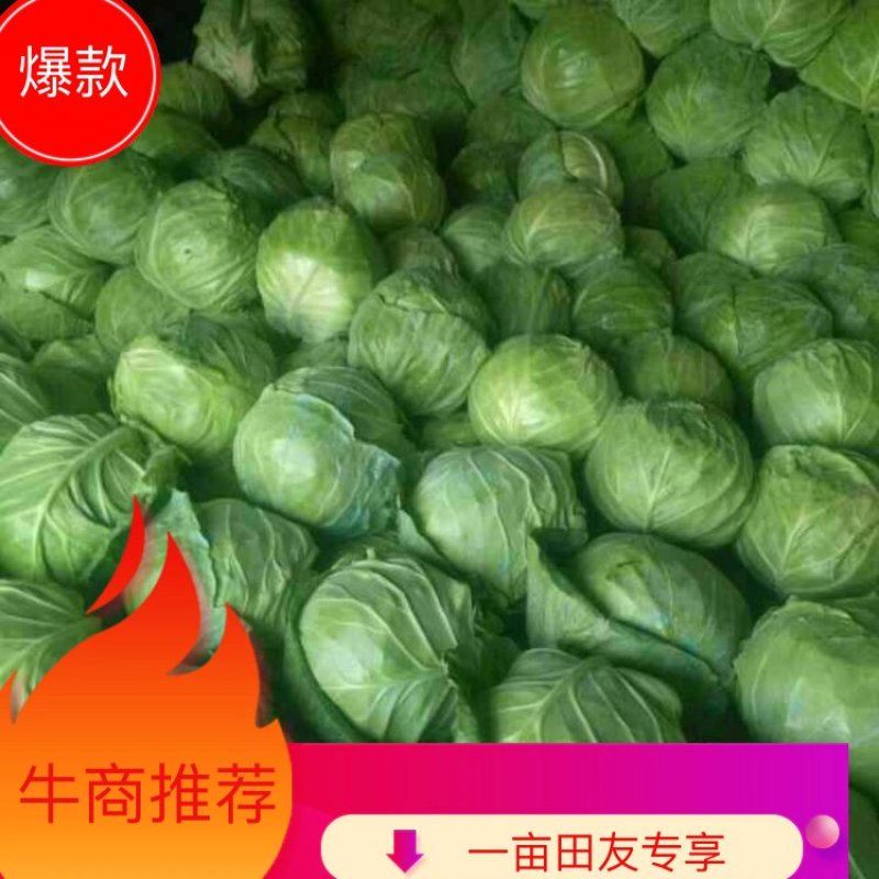绿甘蓝1~2公斤供应各大批发市场超市电商