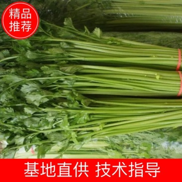 精品香芹供应各大批发市场一亩田指定合作商欢迎前来考察