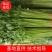 精品香芹供应各大批发市场一亩田指定合作商欢迎前来考察