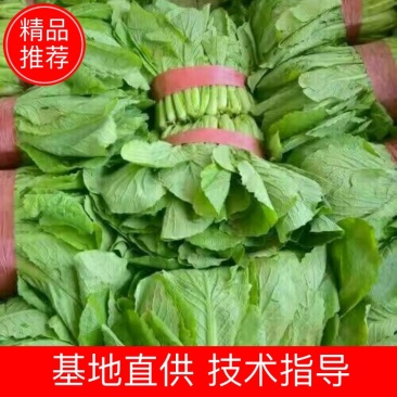 河北邯郸小白菜基地直销供应全国批发市场欢迎前来考察