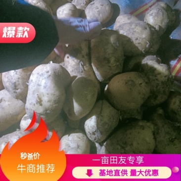 河北邯郸土豆大量供应有要的老板可以给我联系