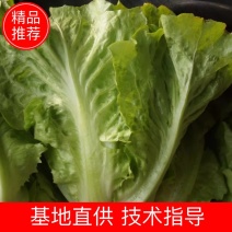 意大利生菜，色泽好，棵形状匀实。。。，，