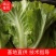 意大利生菜，色泽好，棵形状匀实。。。，，
