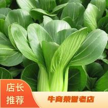 上海青色泽油绿，青帮叶片好，供应各大批发市场、超市、电商