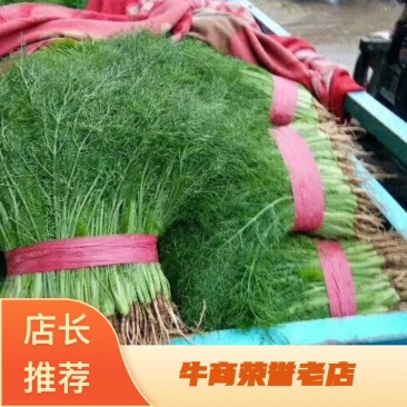 茴香苗高度25公分到35公分都有。。。。