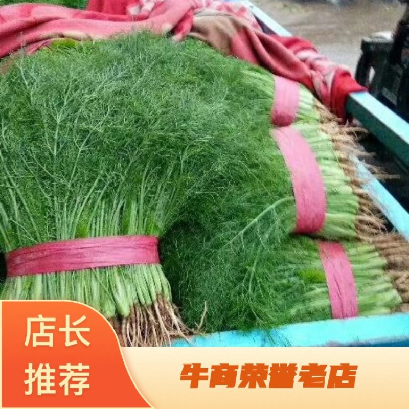 茴香苗高度25公分到35公分都有。。。。