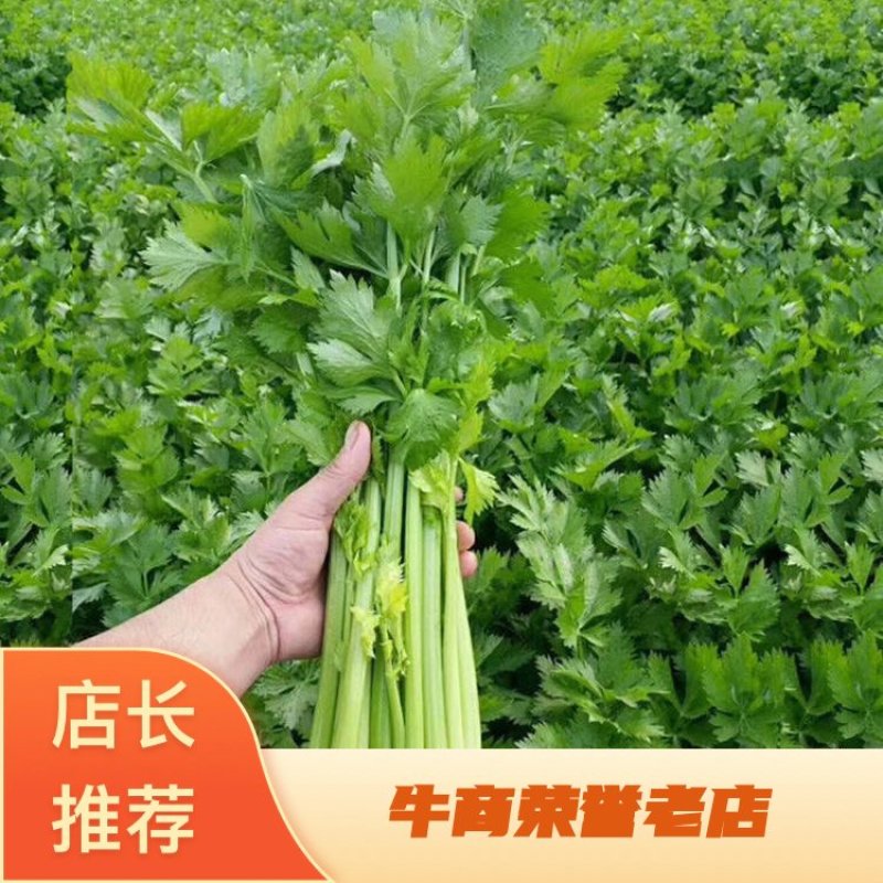 【诚信经营】法国皇后西芹香芹常年供应支持电商欢迎