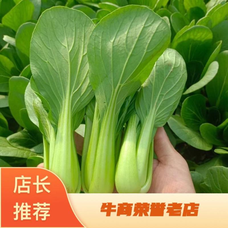 上海青小油菜产地直发对接商超电商保质保量可开发票欢迎