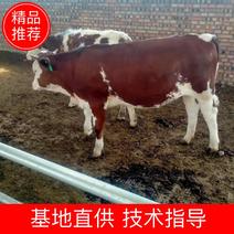 （推荐）西门塔尔牛200~300斤夏洛来各种肉牛，大小都有