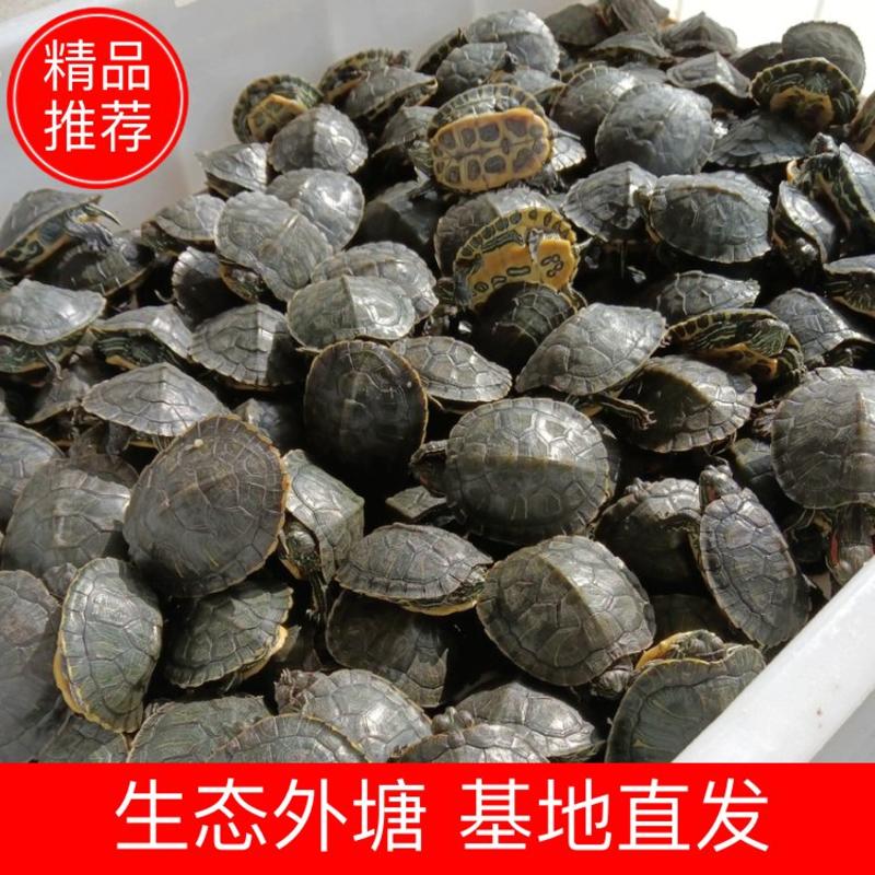 【生态外塘】精选直发一手货源黄沙龟苗多样规格