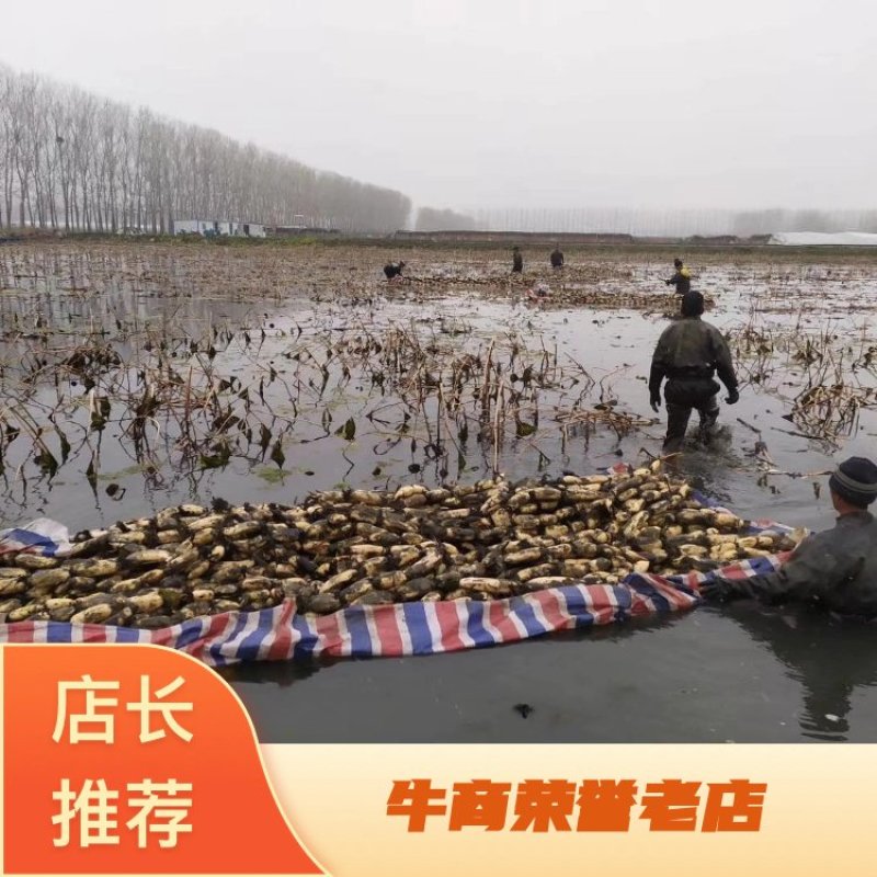 莲藕鄂莲6号莲藕产地直发量大从优欢迎选购新藕上市！