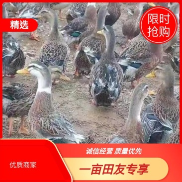 长期出售各种麻鸭，时间长短大小都有，欢迎您来选购！