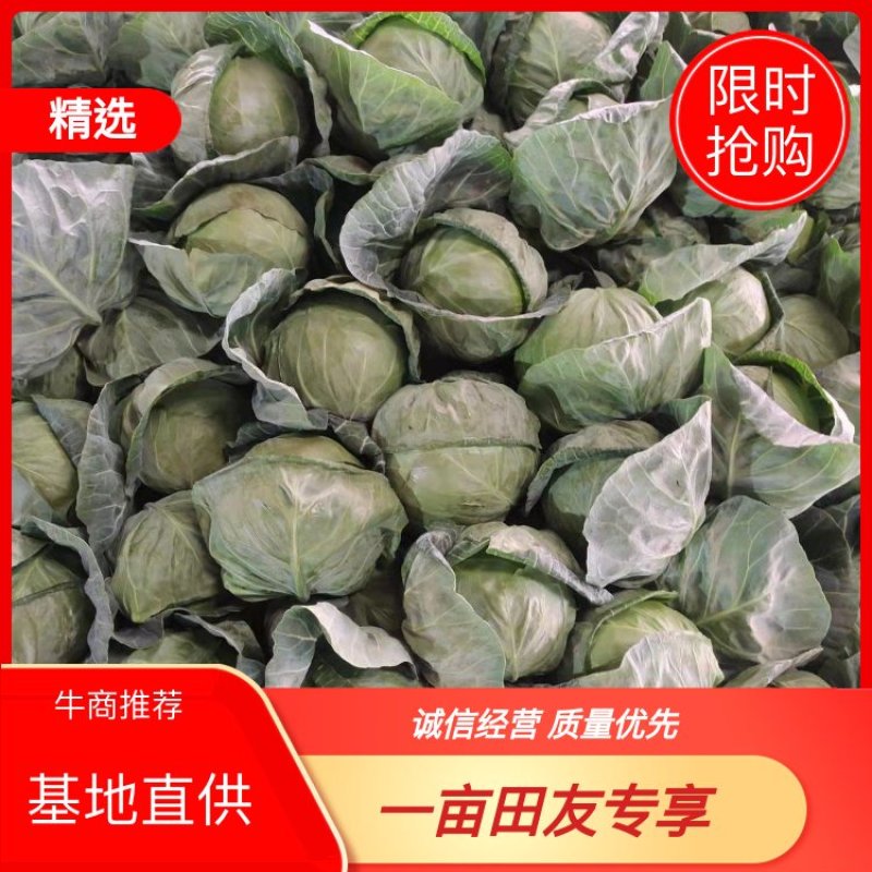 甘肃甘蓝大量上市现货新鲜欢迎需要的老板联系