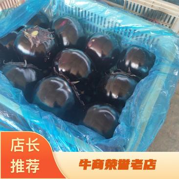 山东青州紫光圆茄大量上市产地直发价格便宜