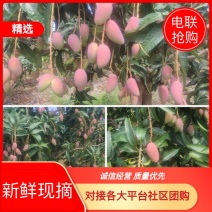 贵妃芒新鲜上市广西百色田阳芒果之乡～果园现摘汁甜味美