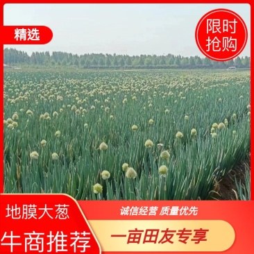 地膜脱水大葱大量上市中，一手货源充足稳定，欢迎选购看货