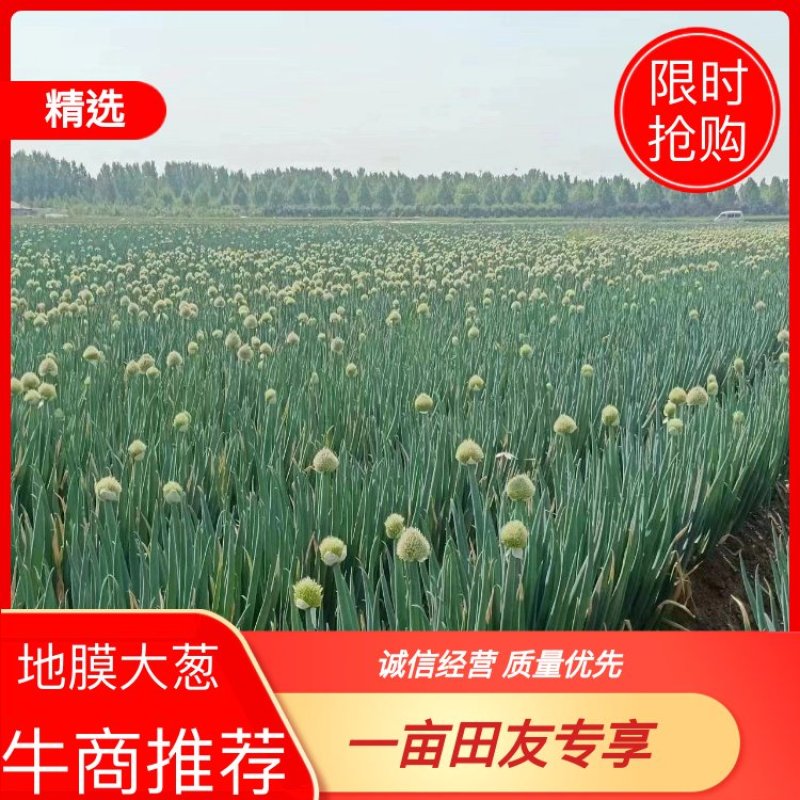 地膜脱水大葱大量上市中，一手货源充足稳定，欢迎选购看货