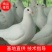 江苏长寿之乡〔老鸽子〕真空包装口感鲜美营养丰富大量批发