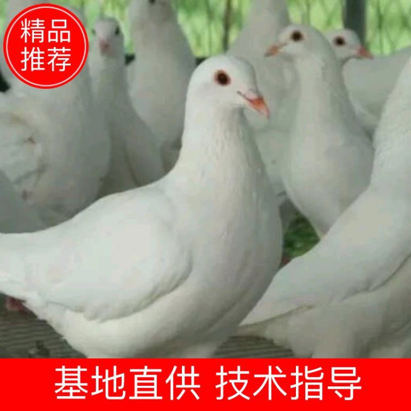 江苏长寿之乡〔老鸽子〕真空包装口感鲜美营养丰富大量批发