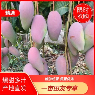 【精品推荐】芒果大量上市一手货源商超电商社区团购