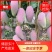 【精品推荐】芒果大量上市一手货源商超电商社区团购