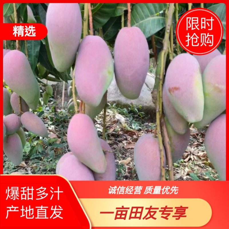 【精品推荐】芒果大量上市一手货源商超电商社区团购