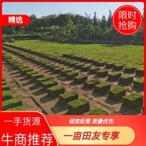 马尼拉，江苏马尼拉草皮基地，基地直销，欢迎现场