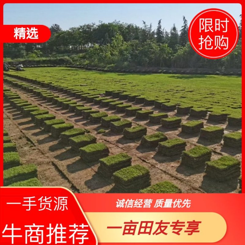 马尼拉，江苏马尼拉草皮基地，基地直销，欢迎现场看货